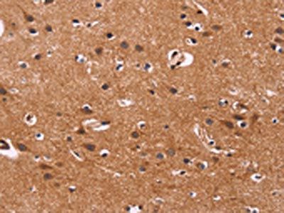 ARL4A Antibody
