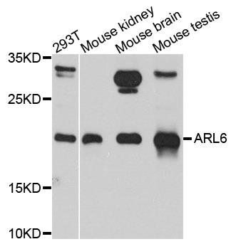 ARL6 antibody