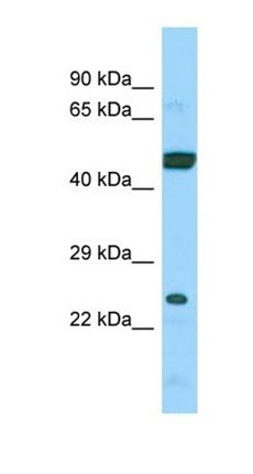 ARL6IP4 antibody