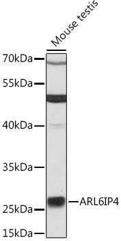 ARL6IP4 antibody