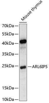 ARL6IP5 antibody