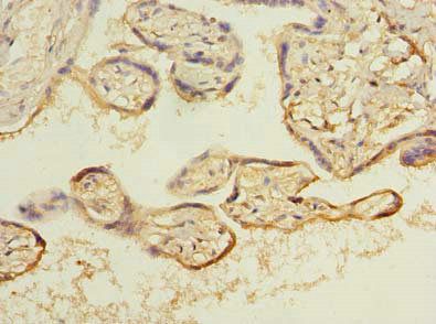 ARL8B Antibody