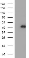 ARMC1 antibody