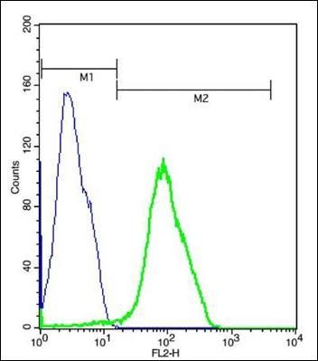 ARMC3 (Cancer/testis antigen 81) Rabbit Polyclonal Antibody