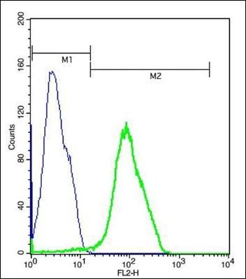 ARMC3 antibody