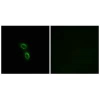 ARMC6 Antibody