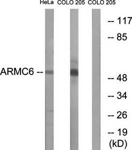 ARMC6 antibody