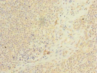 ARMC9 antibody