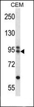ARMC9 antibody