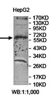 ARMCX5 Rabbit Polyclonal Antibody