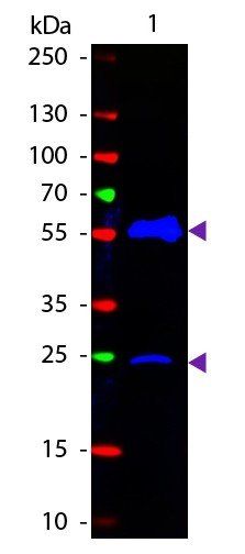 Armenian Hamster IgG (H&L) antibody (FITC)