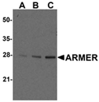 ARMER Antibody