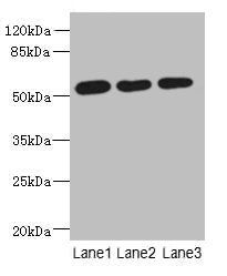 ARMT1 antibody