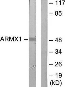ARMX1 antibody