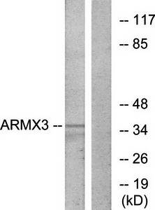 ARMX3 antibody