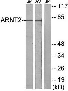 ARNT2 antibody
