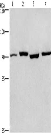 ARNTL antibody