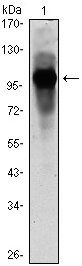 ARNTL Antibody