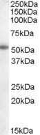 Goat anti-Aromatase / CYP19A1 Antibody