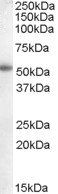 CYP19A1 antibody