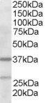 Goat anti-ARP2/3 subunit 1B Antibody