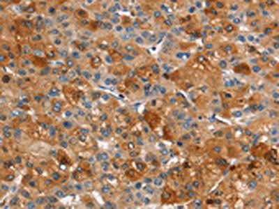 ARPC2 Antibody