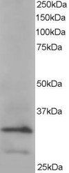Goat anti-ARPC2 Antibody