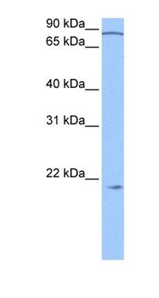 ARPC3 antibody