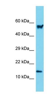 Arpc5 antibody