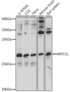 ARPC5L antibody