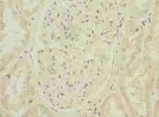 ARPIN Antibody