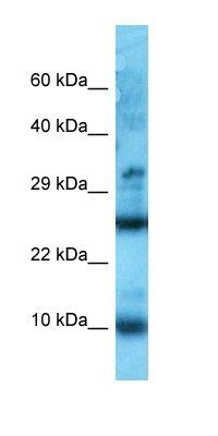 Arpp19 antibody