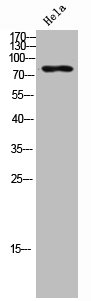 ARPP21 antibody