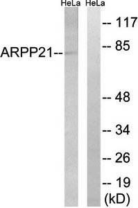 ARPP21 antibody