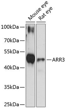 ARR3 antibody