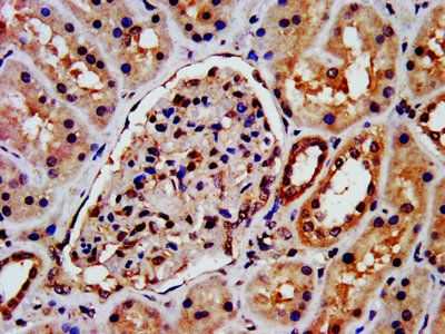ARRB1 Antibody
