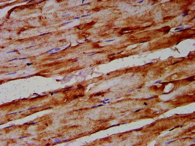 ARRDC1 Antibody