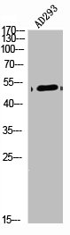 ARRDC1 antibody