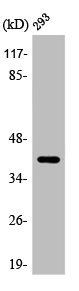 ARRDC2 antibody