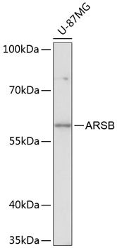 ARSB antibody