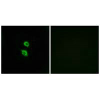 ARSD antibody