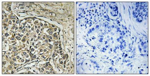 ARSD antibody