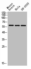ARSE Antibody