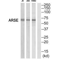 ARSE Antibody