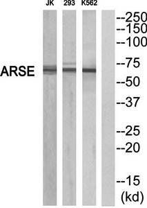 ARSE Antibody