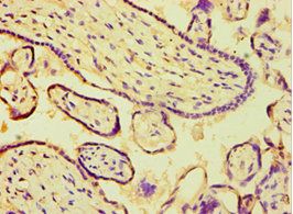 ARSF Antibody