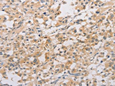 ARSF Antibody