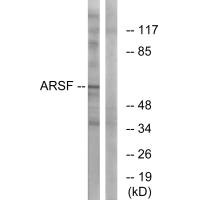 ARSF antibody