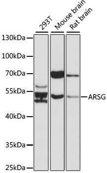 ARSG antibody