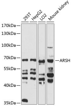 ARSH antibody